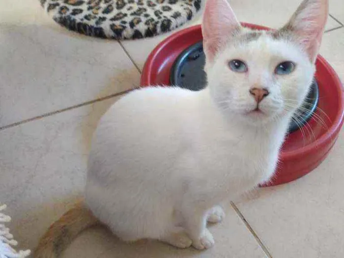 Gato ra a Srd idade 1 ano nome Franjinha