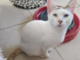 Franjinha
