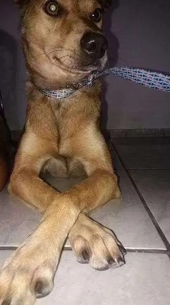 Cachorro raça Vira-Lata idade 3 anos nome Melinda