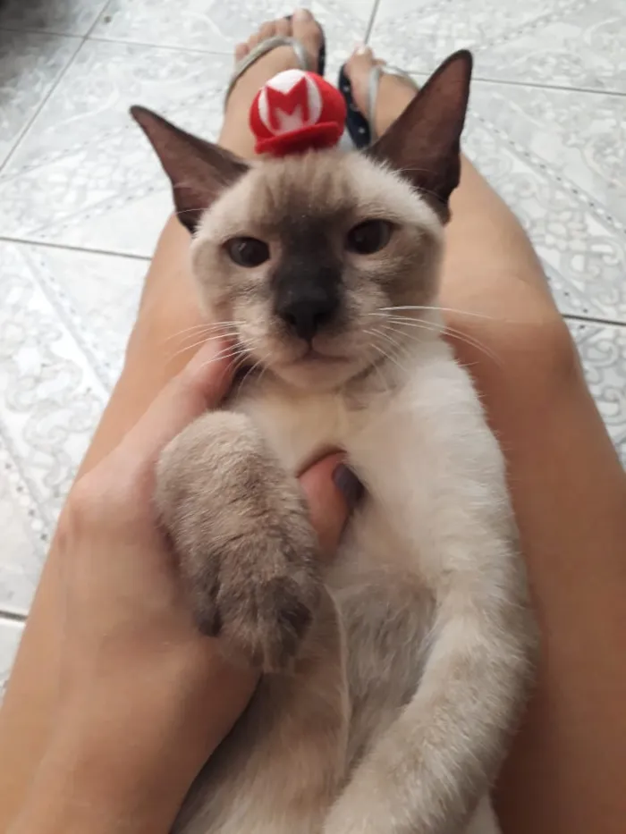 Gato ra a Srd idade 2 a 6 meses nome Kaique