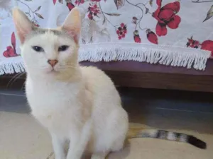 Gato raça Srd idade 1 ano nome Franjinha