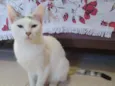 Franjinha