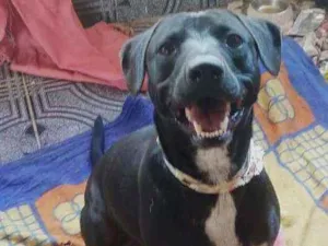 Cachorro raça SRD idade 4 anos nome Niko