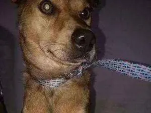 Cachorro raça Vira-Lata idade 3 anos nome Melinda