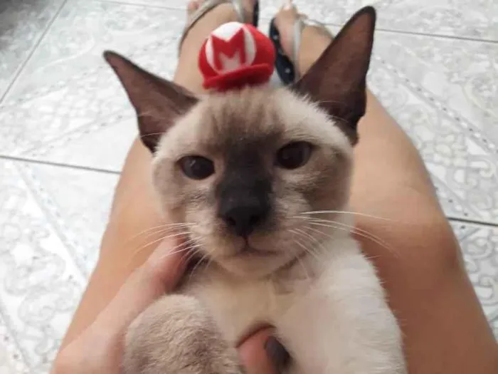 Gato ra a Srd idade 2 a 6 meses nome Kaique