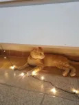 Reginaldo