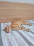 Reginaldo