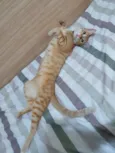 Reginaldo
