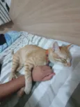 Reginaldo