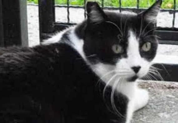 Gato raça Mestiço kurilian bobtail idade 5 anos nome Ana