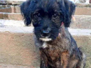Cachorro raça Srd  idade 2 a 6 meses nome Sasha Linda bebê 