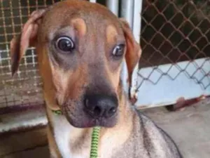 Cachorro raça Vira lata  idade 1 ano nome Neném 