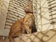 Reginaldo