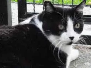 Gato raça Mestiço kurilian bobtail idade 5 anos nome Ana