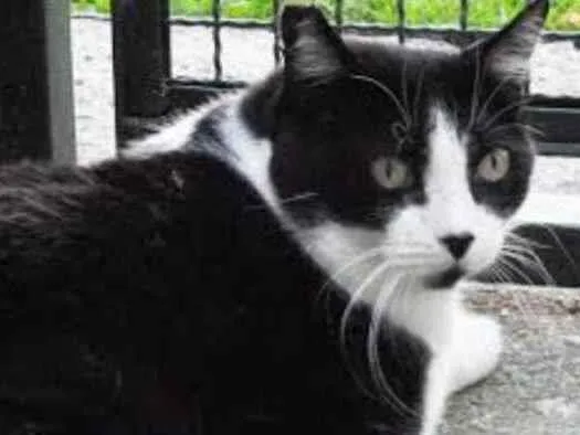 Gato raça Mestiço kurilian bobtail idade 5 anos nome Ana