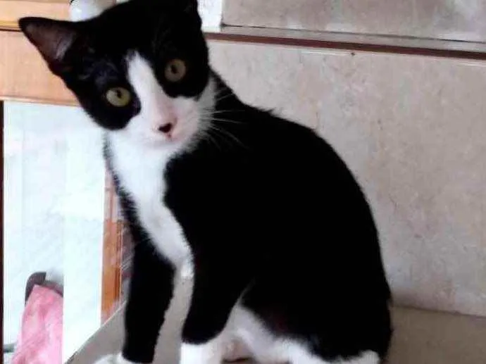 Gato raça Srd frajolinha  idade 2 a 6 meses nome Mimi Linda bebê 