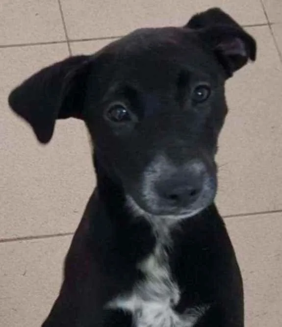 Cachorro raça Vira lata  idade 7 a 11 meses nome Bebel
