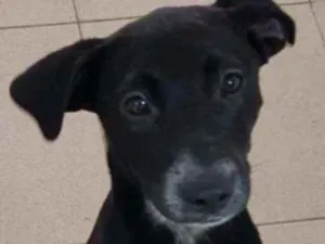 Cachorro raça Vira lata  idade 7 a 11 meses nome Bebel