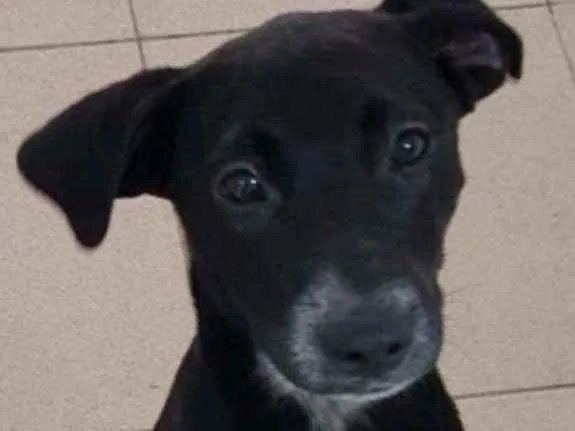 Cachorro raça Vira lata  idade 7 a 11 meses nome Bebel