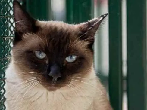 Gato raça Vira Lata sianes idade 3 anos nome Tarzan 