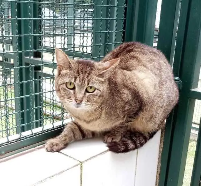 Gato raça Vira lata  idade 6 ou mais anos nome Docinho 