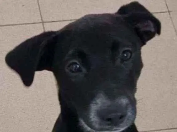 Cachorro raça Vira lata  idade 7 a 11 meses nome Bebel