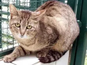 Gato raça Vira lata  idade 6 ou mais anos nome Docinho 
