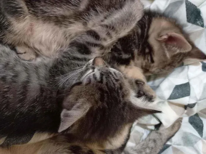 Gato ra a SRD idade Abaixo de 2 meses nome LILLY