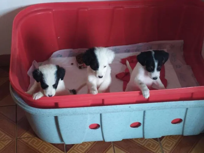 Cachorro raça SRD-ViraLata idade Abaixo de 2 meses nome sem nome