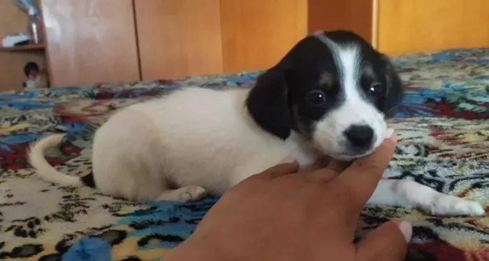 Cachorro raça SRD-ViraLata idade Abaixo de 2 meses nome sem nome