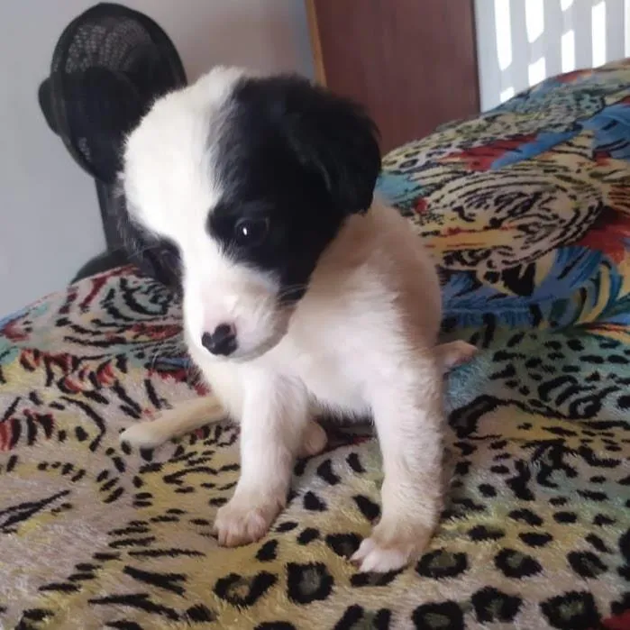 Cachorro raça SRD-ViraLata idade Abaixo de 2 meses nome sem nome