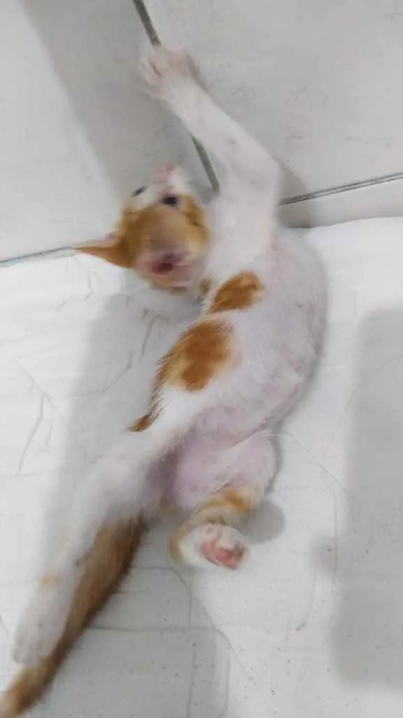 Gato raça Srd idade Abaixo de 2 meses nome Princesa