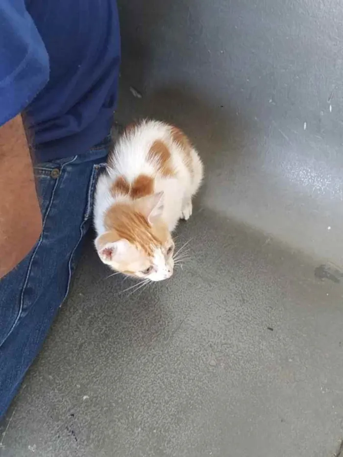 Gato raça Srd idade Abaixo de 2 meses nome Princesa