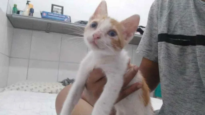 Gato raça Srd idade Abaixo de 2 meses nome Princesa