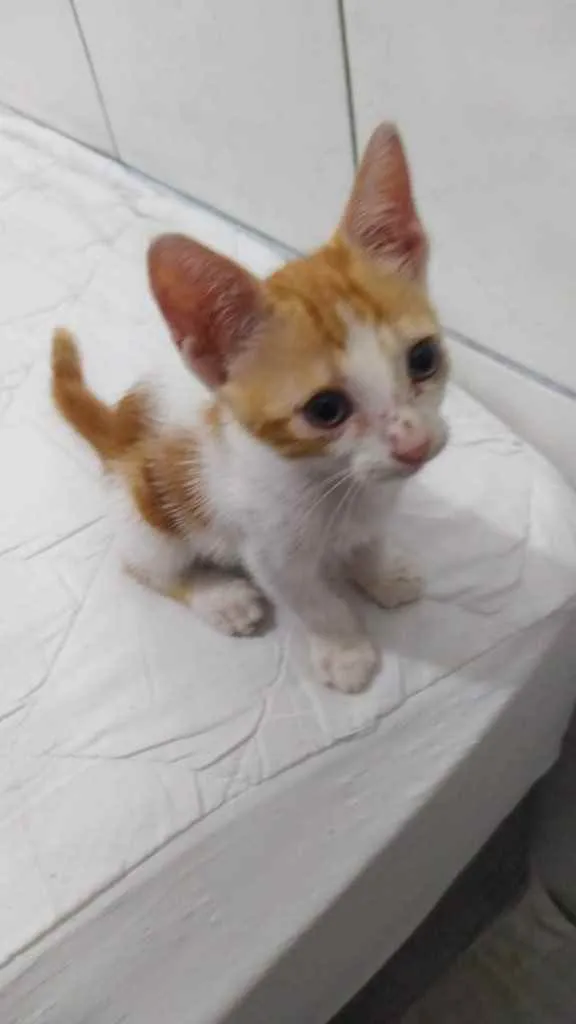 Gato raça Srd idade Abaixo de 2 meses nome Princesa