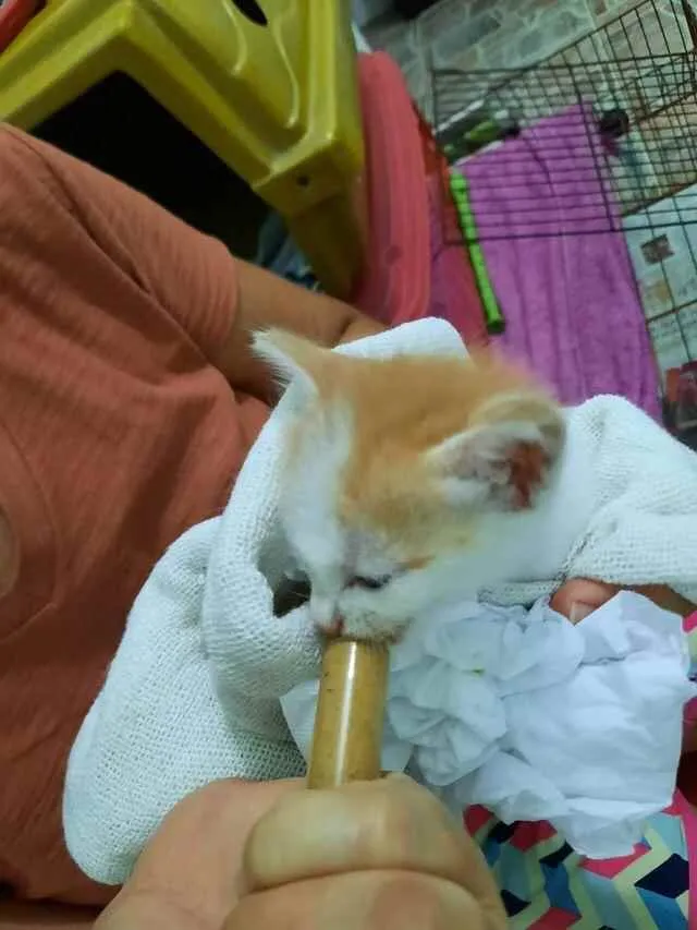 Gato raça Srd idade Abaixo de 2 meses nome Princesa