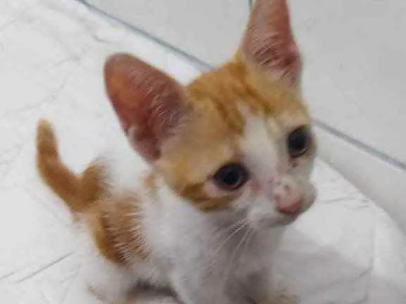 Gato raça Srd idade Abaixo de 2 meses nome Princesa
