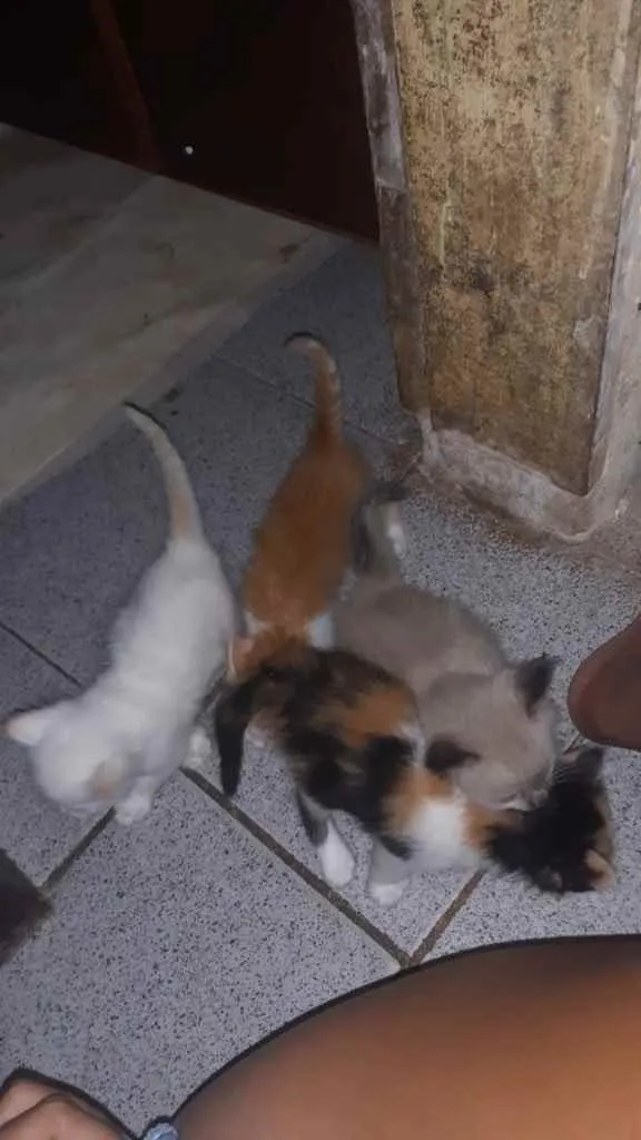 Gato raça Srd idade Abaixo de 2 meses nome Irmãos 