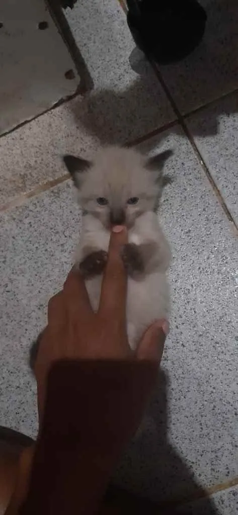 Gato raça Srd idade Abaixo de 2 meses nome Irmãos 