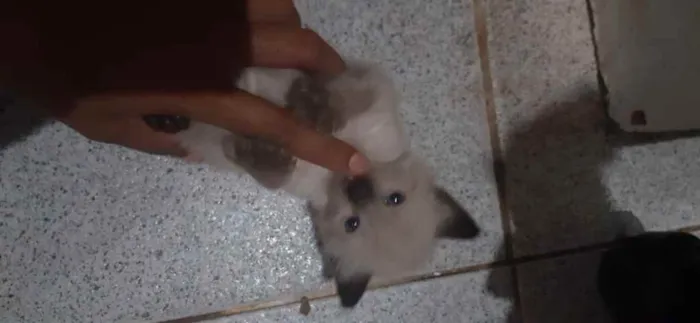 Gato raça Srd idade Abaixo de 2 meses nome Irmãos 