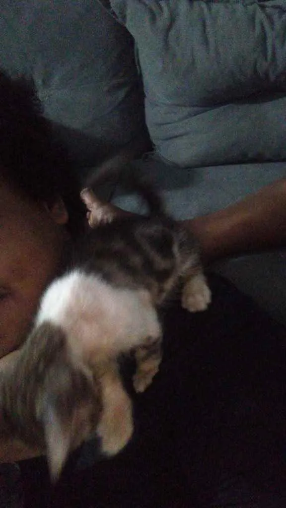 Gato raça Srd idade Abaixo de 2 meses nome Irmãos 