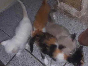 Gato raça Srd idade Abaixo de 2 meses nome Irmãos 