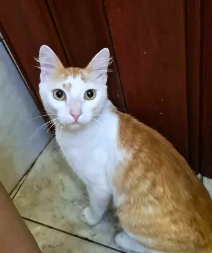 Gato raça  idade 2 anos nome Olivier 