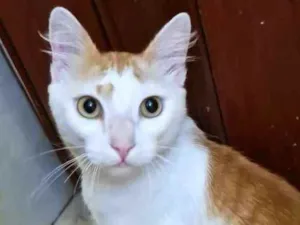 Gato raça  idade 2 anos nome Olivier 