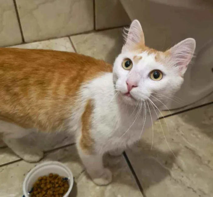 Gato raça  idade 2 anos nome Olivier 