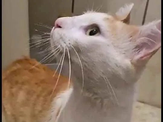 Gato raça  idade 2 anos nome Olivier 