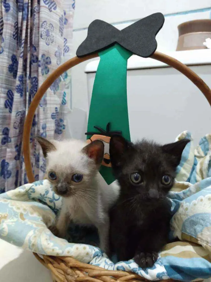 Gato ra a Vira-Lata idade Abaixo de 2 meses nome Sem nome