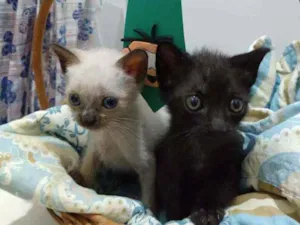 Gato raça Vira-Lata idade Abaixo de 2 meses nome Sem nome