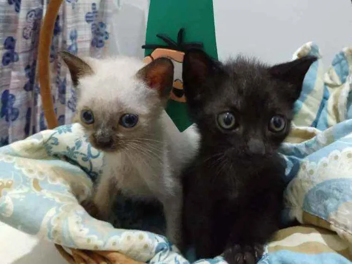 Gato ra a Vira-Lata idade Abaixo de 2 meses nome Sem nome