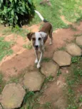 Bela